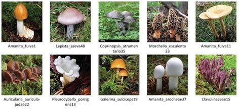 Applied Sciences Free Full Text Wild Mushroom Classification Based