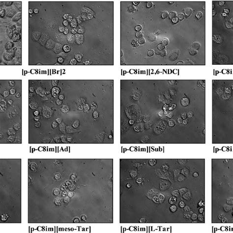 Morphological Observation Under An Inverted Phase Contrast Microscope Download Scientific