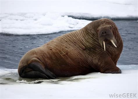 What are Walruses? (with pictures) | Arctic animals, Walrus, Animals