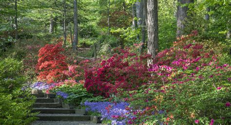 Surround Yourself With Azaleas This Spring At These Southern Gardens ...