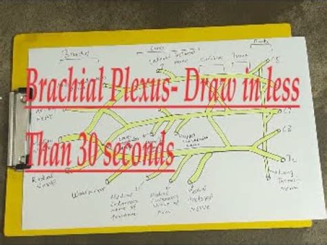 Brachial Plexus How To Draw It Well In Less Than Seconds Easiest