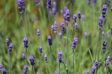 Free Images Nature Field Prairie Purple Summer Herb Color