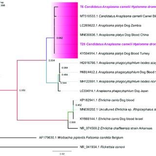 Representative Maximum Likelihood Tree Based On 16S RRNA Sequences