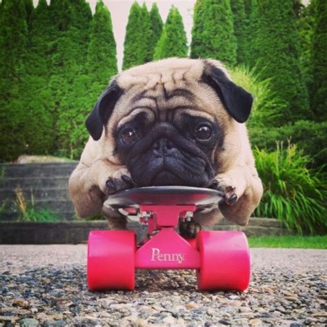 Pug on skateboard | Cute pugs, Pugs, Pug puppies