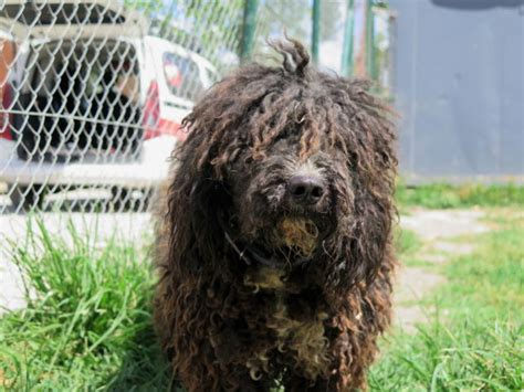 Flecos perro adopción Perro de agua español Perrera de los Barrios