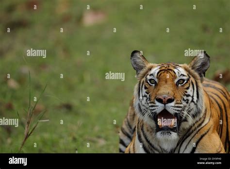 Portrait Of A Royal Bengal Tiger In Bandhavgarh National Park India