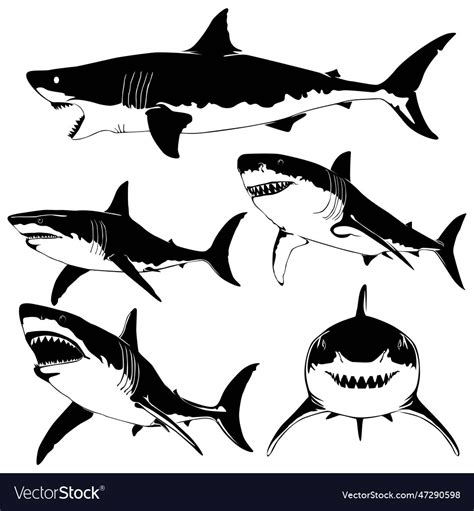 Sharks Royalty Free Vector Image Vectorstock