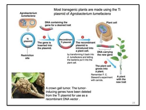 Genetic Engineering And Development Of Transgenic Plants