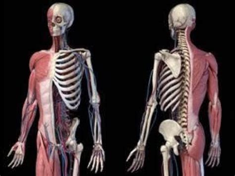 Sistema Osteoartromuscular Eaes Youtube