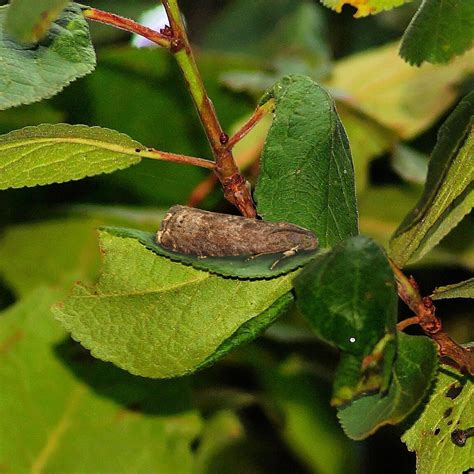 Le Carpocapse Des Prunes Bioassaysfr