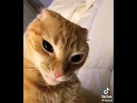 Stop You're Scaring Me! in 2023 | Scared cat, Cats, Funny animal videos