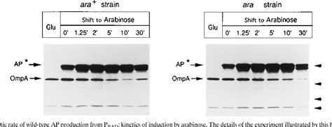 Figure From Pbad Promoter Arabinose Expression By Vectors Containing