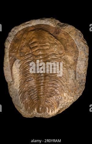 Fossil Trilobite Acadoparadoxides Briareus Cambrian Age Stock Photo