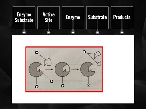Enzyme Diagram - Labelled diagram
