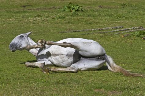 Undescended Testicles in Horses - Symptoms, Causes, Diagnosis, Treatment, Recovery, Management, Cost