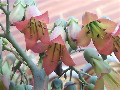 MADRE DE MILES Kalanchoe Daigremontiana LA SUCULENTA QUE FLORECE