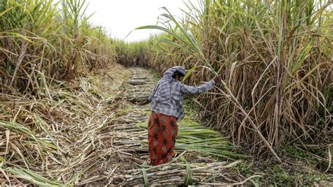 India’s bumper cane crop will cause a global sugar glut again in 2020 ...