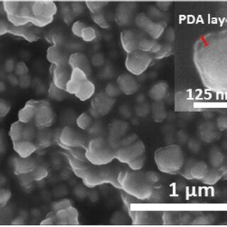 Sem Micrographs Of The A As Prepared Bts Nanopowder And B The Pda