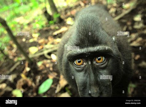 Canal De Communication Des Primates Banque De Photographies Et Dimages