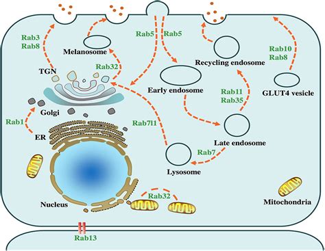 Frontiers Rab Gtpases The Key Players In The Molecular Pathway Of