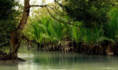 Sundarbans Mangrove Forest Nature Scenes Flower Phone Wallpaper