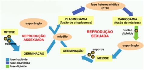 Biologia Reprodução Sexuada