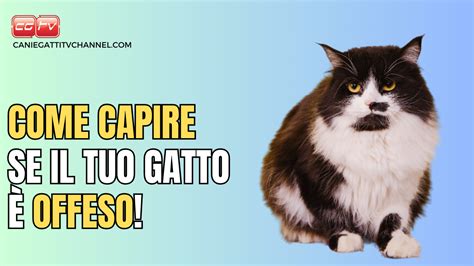 Come capire se il tuo gatto è offeso