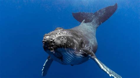 Humpback Whale Escapes Near Extinction With Population Growing From 450 ...