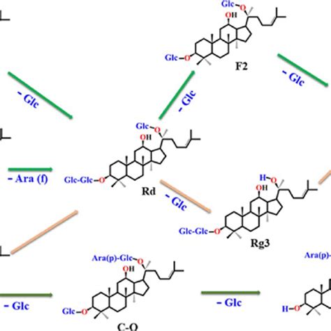Schematic illustration of plausible biotransformation of major ... 