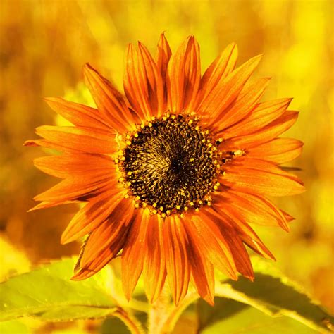 Orange Sunflower Symbolic Meaning