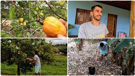 ANTES DA TROVOADA VIM FUI FAZER A COLHEITA DA CASTANHA DE CAJU PARA