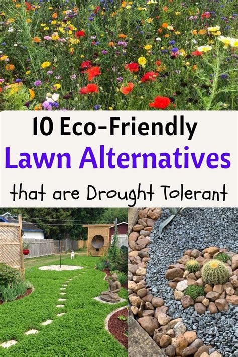 Eco Friendly Lawn Alternatives That Are Drought Tolerant Lawn Alternatives Xeriscape Front