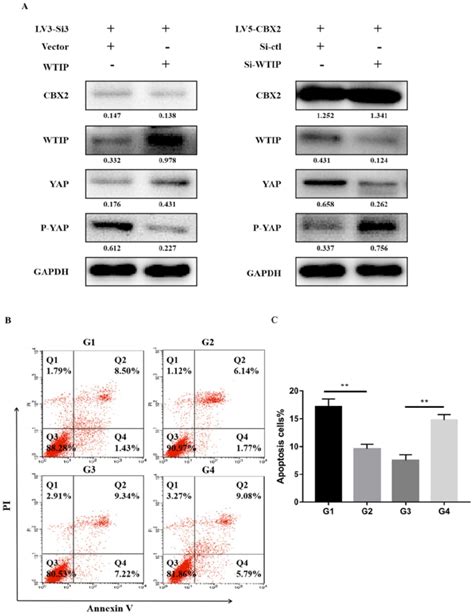 Further Prove Knockdown Of CBX2 Inhibits WTIP And Increases The