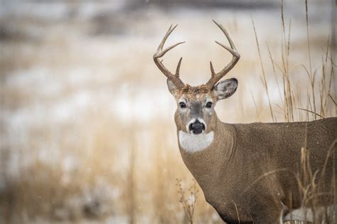 Deer Science: How Antlers Grow Bowhunters United