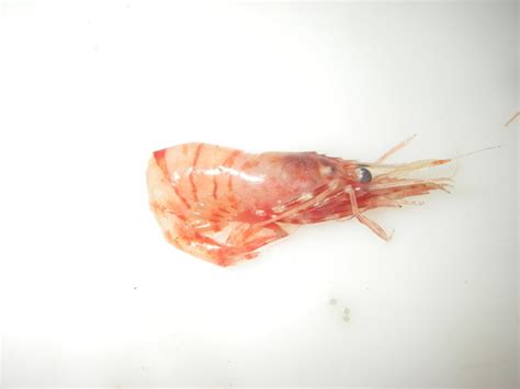 Eualus Belcheri Shrimp Of The Gulf Of St Lawrence Crevettes Du Golfe