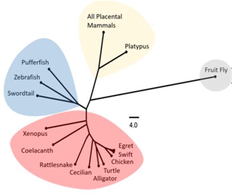 Fig S Schematic Phylogenetic Tree Of Prestin Tm Helix Sequences