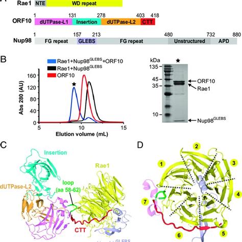 Structure Of The ORF10 Rae1 Nup98 Ternary Complex A Domain