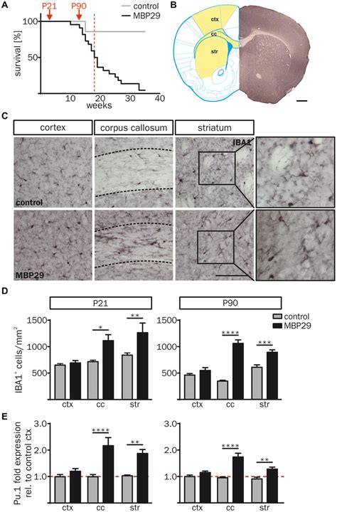 Increased number of IBA1 cells in white matter regions of MBP29hαsyn