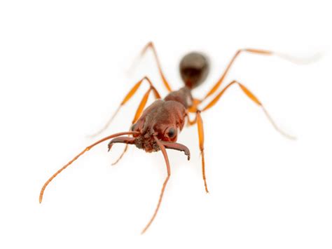 Venomous Trap Jaw Ants Invading Us Gulf Coast Without Scientists