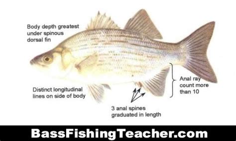 Yellow Bass Fishing - Bass Fishing Teacher