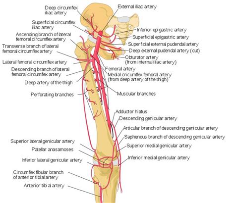 Thigh Arteries Schema Femoral Artery Wikipedia Arteries Anatomy