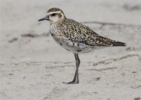 Pacific Golden-Plover | San Diego Bird Spot