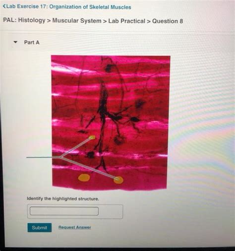 Solved Muscular System Lab Practical Question 8 Part A