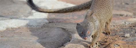 Mpala Live! Field Guide: Slender Mongoose | MpalaLive