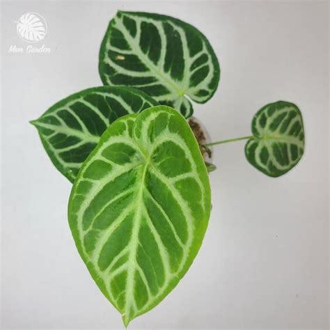 Anthurium Crystal Hope