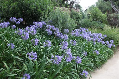 Agapanthe Semer Et Planter Ooreka