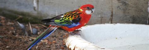 Rosella Parrot — Pandemonium Aviaries