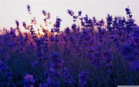 Lavender Aesthetic Wallpapers Wallpaper Cave