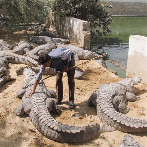 Marsh Crocodiles At Mangho Pir In Karachi Pakistan Sara Kuehn