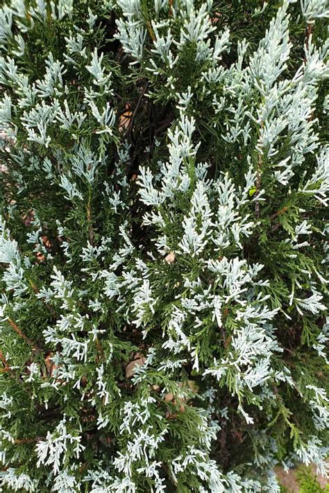 Small Dwarf Evergreen Trees For Zone Landscapingbase